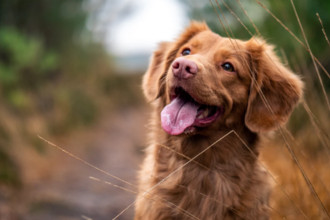 Werken met dieren zonder diploma