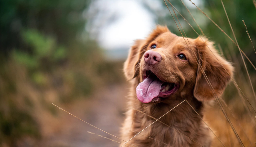 Werken met dieren zonder diploma