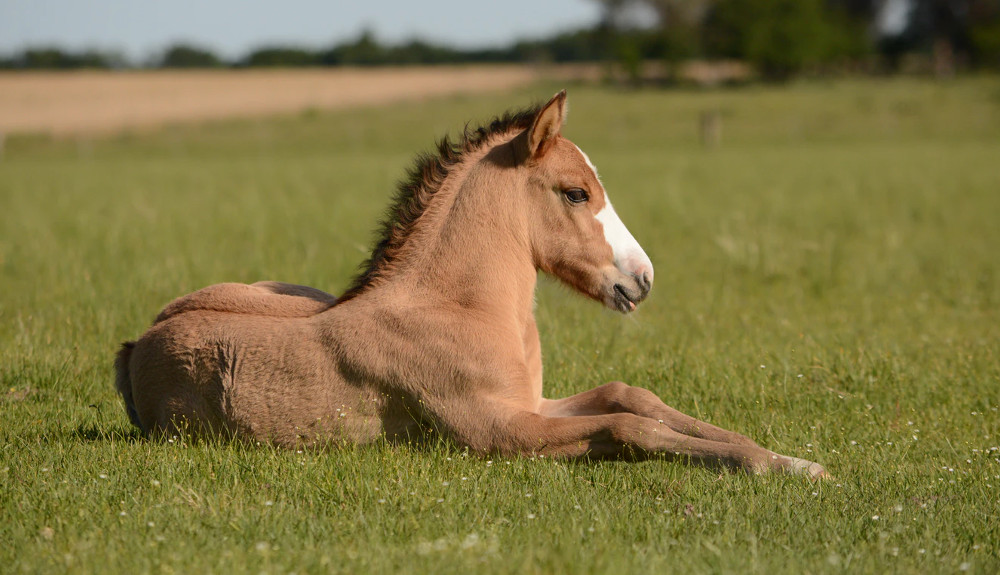 Vacatures werken met dieren